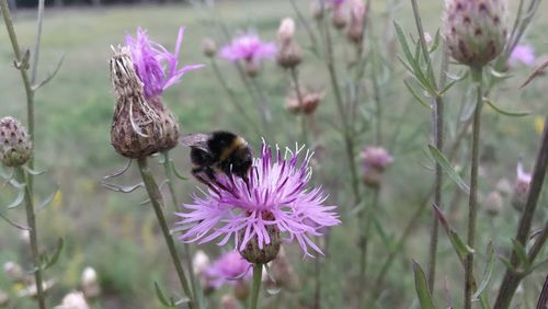 Close-up of bee pollinating on purple flower