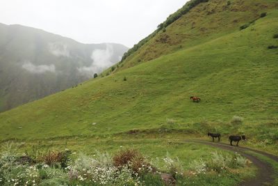 Scenic view of landscape