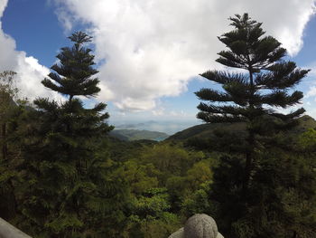 Trees on landscape against sky