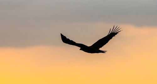 Low angle view of silhouette bird flying against clear sky