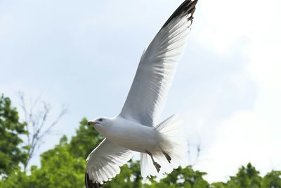 Low angle view of birds flying in sky