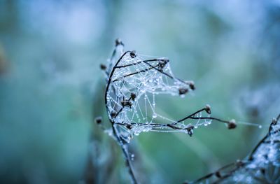 Close-up of frozen plant