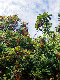 Low angle view of fruits growing on tree against sky