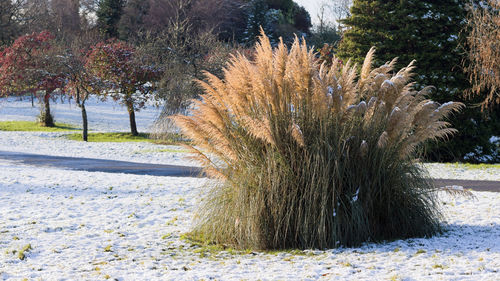 View of trees in winter