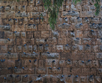 Full frame shot of stone wall with many doves on it