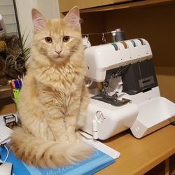 Close-up of cat on table