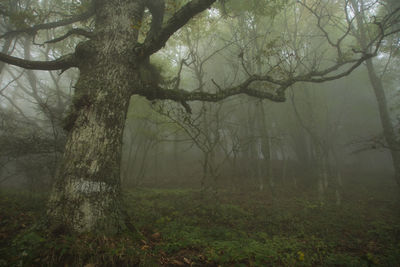 Trees in forest