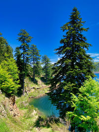 Pine trees on landscape against clear blue sky