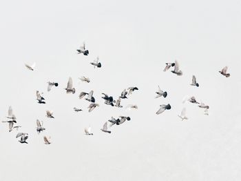 Flock of birds in sky