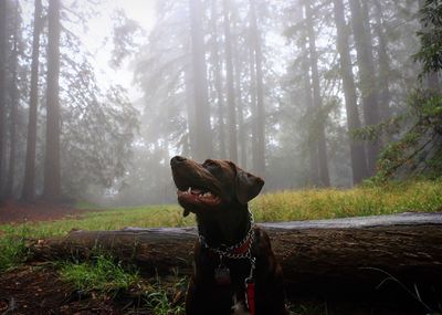 Chocolate labrador in forest during foggy weather