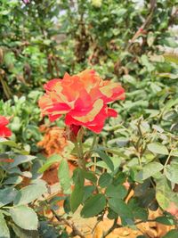 Close-up of red flowers blooming outdoors