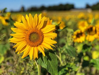 Close-up of sunflower on field