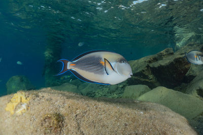 View of fish swimming in sea
