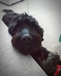 Close-up portrait of a dog resting at home