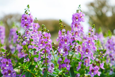 Close-up of purple flowering plants