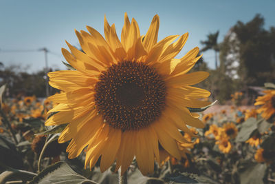 Close-up of sunflower