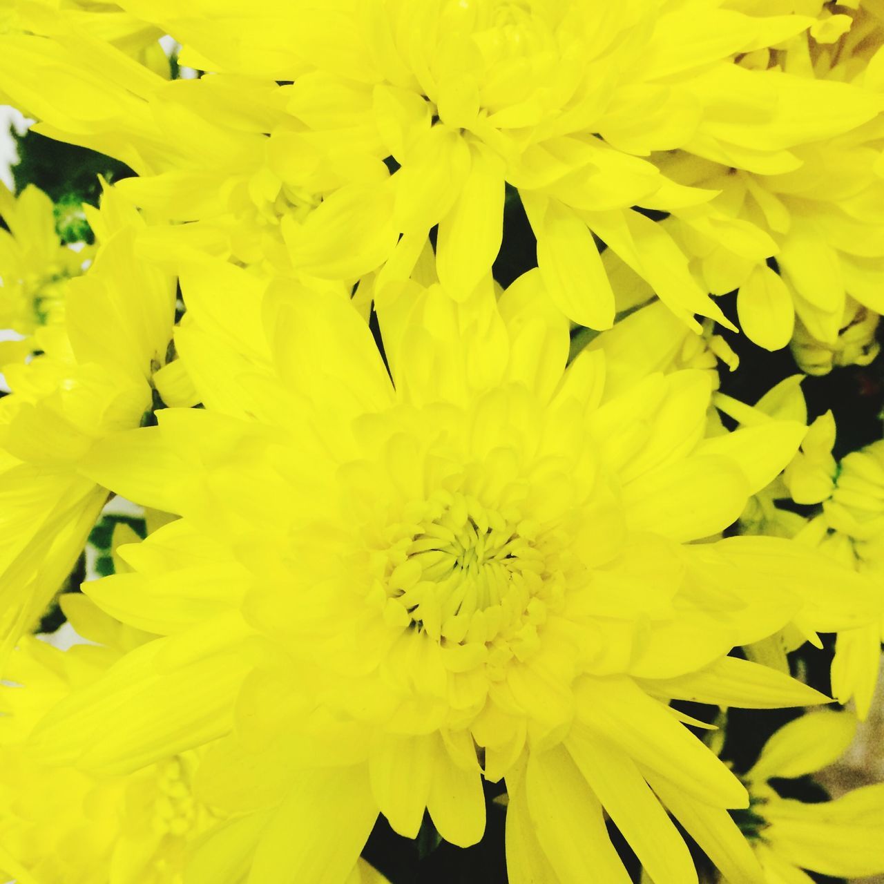 flower, yellow, petal, freshness, flower head, fragility, full frame, beauty in nature, backgrounds, growth, close-up, pollen, nature, blooming, stamen, in bloom, single flower, macro, plant, extreme close-up