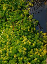 High angle view of trees by lake