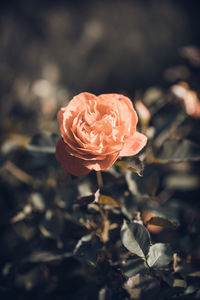 Close-up of rose blooming outdoors