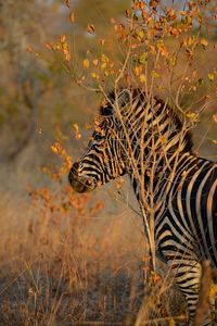 View of giraffe on field