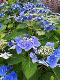 Close-up of blue flowering plant