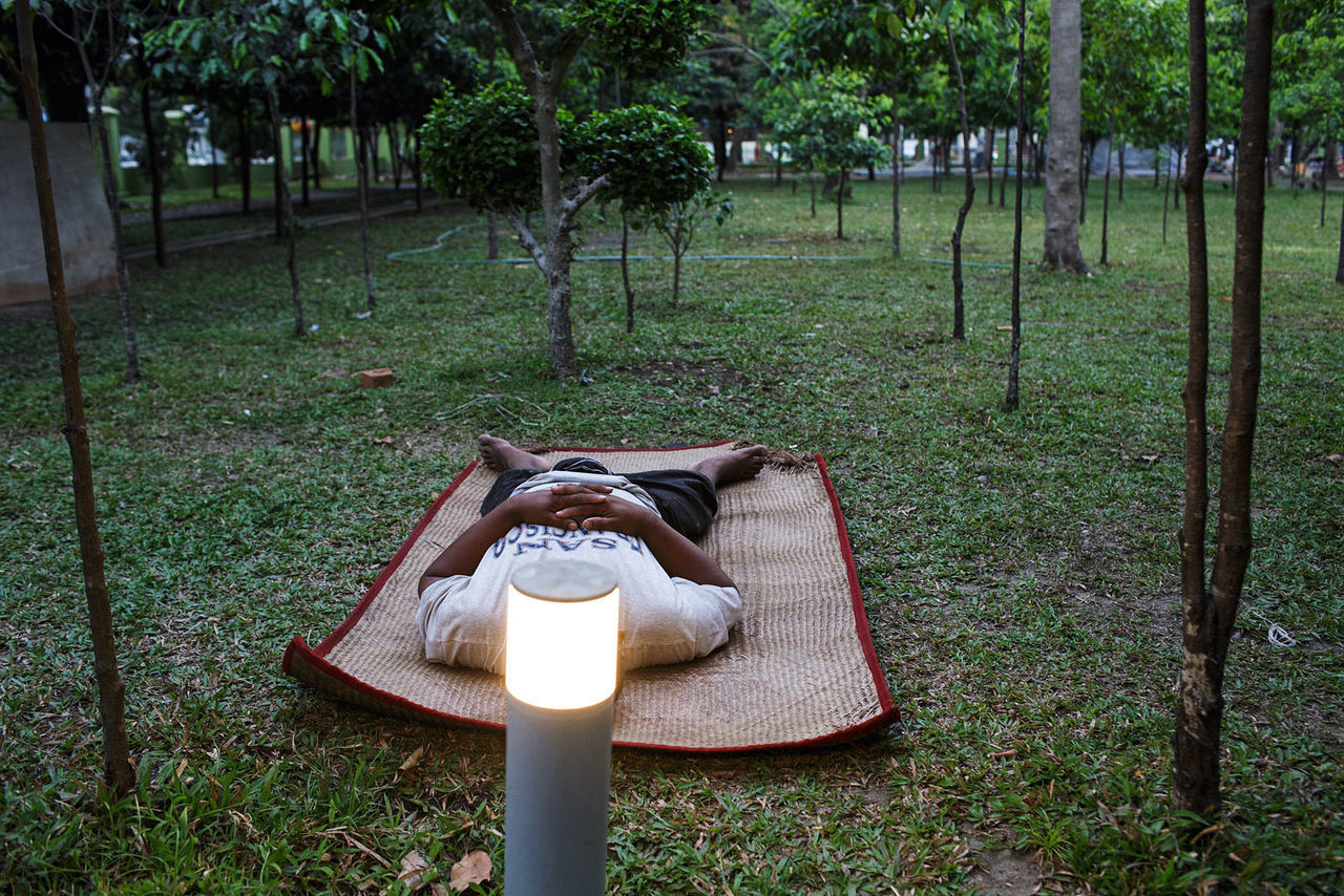 tree, outdoors, day, table, grass, nature, growth, no people