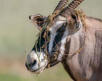 Close-up of a horse