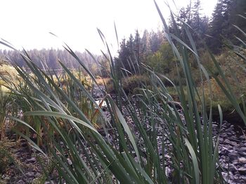 Plants growing in water against sky