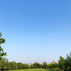Trees on field against clear blue sky