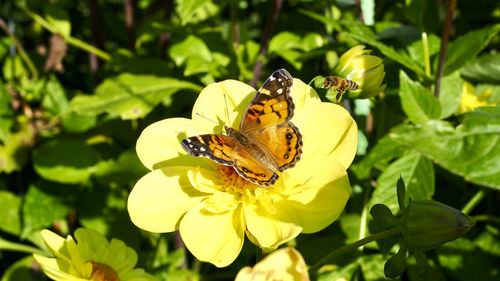 Butterfly on flower