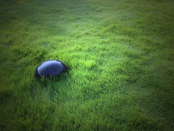 High angle view of grass on field