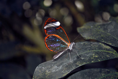 Close-up of butterfly on leaf