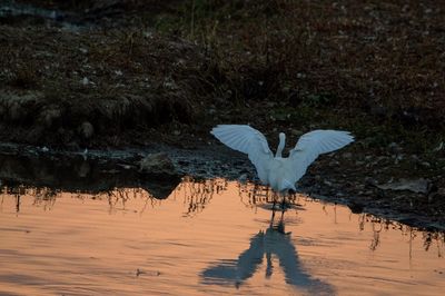 Bird flying over lake