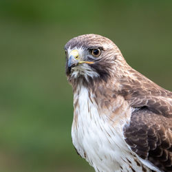 Close-up of eagle