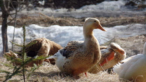 Close-up of mallard duck