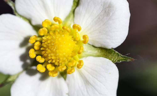 Close-up of white flowering plant