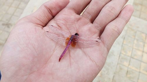Cropped image of hand holding insect