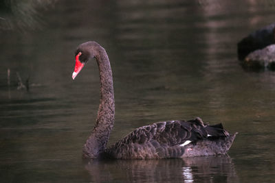 black swan