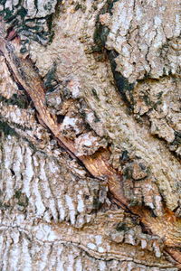 Close-up of tree trunk