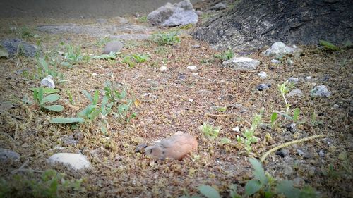 High angle view of lizard on field