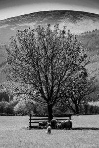 Trees on field against sky during winter