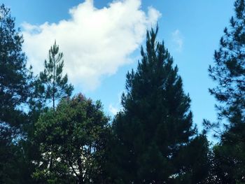 Low angle view of trees against sky