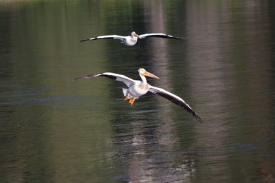 Birds flying over lake