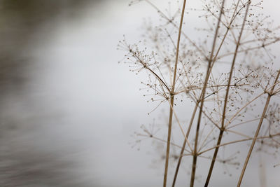 Close-up of tree against sky during winter