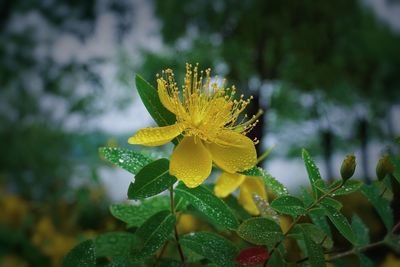 Close-up of yellow flowering plant