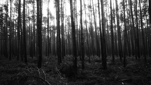 Trees growing in forest