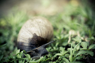 Macro shot of snail on plant