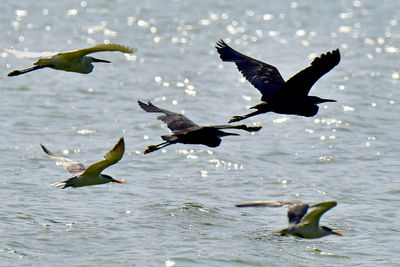 Herons and terns all together in group bird photos