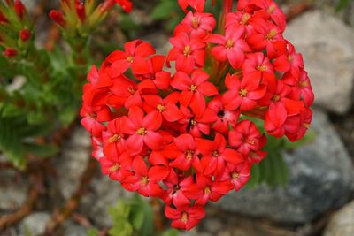 Close-up of red flowers