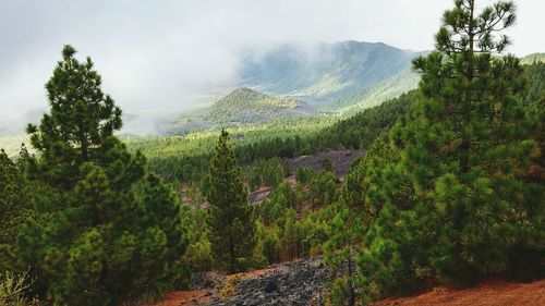 Scenic view of trees and mountain